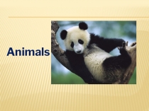 Презентация по английскому языку на тему Животные(4 класс)