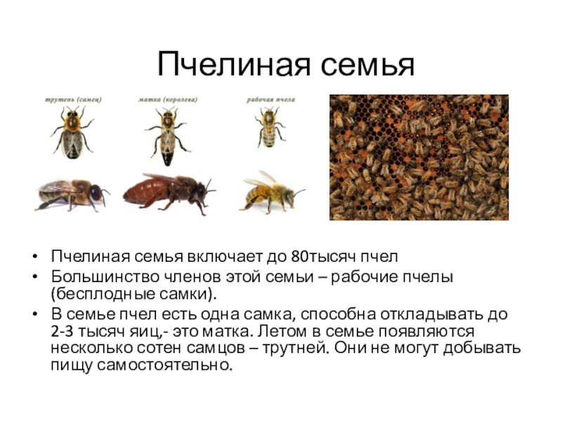 Семейство Пчелиных Виды Названия Фото