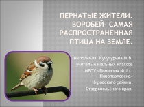 Презентация по окружающему миру для 1-4 классов Пернатые жители. Воробей - самая распространенная птица на земле