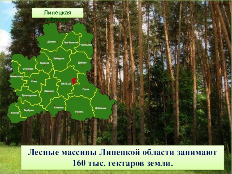 Проститутки Московской Области Лесной