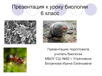 Презентация по биологии на тему Кто живет в почве? (6 класс)