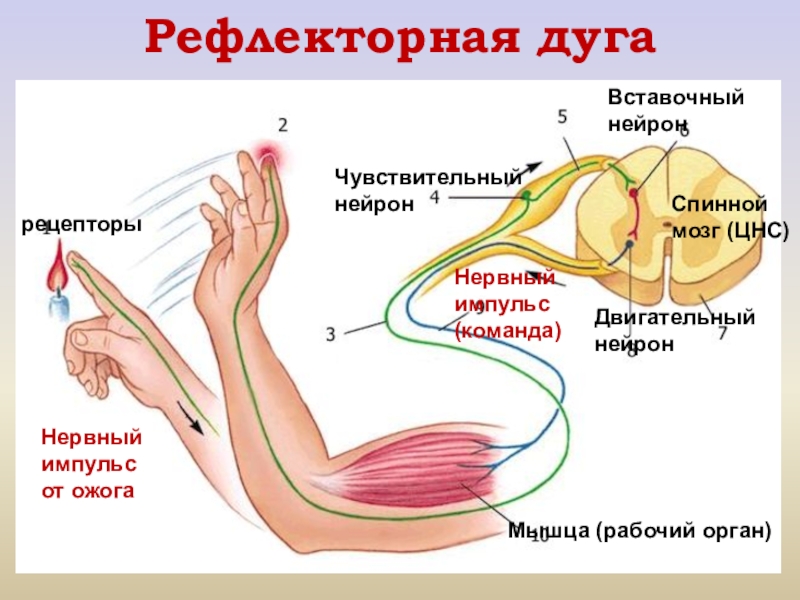 Чувствительный Секс С Окончанием