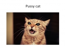 Презентация по английскому языку Pussy cat  (5 класс)