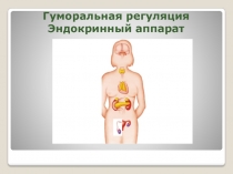 Презентация к уроку по теме: Гуморальная регуляция