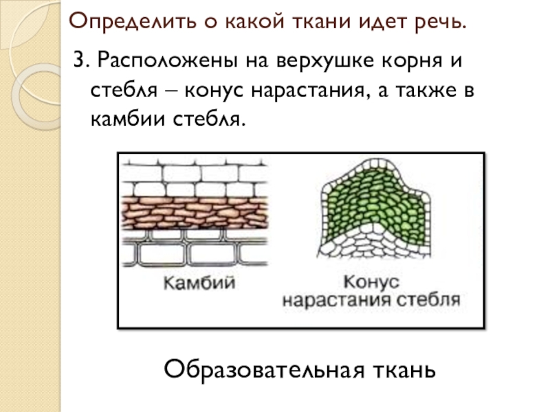 Какой тип растительной ткани представлен на рисунке 5 класс биология