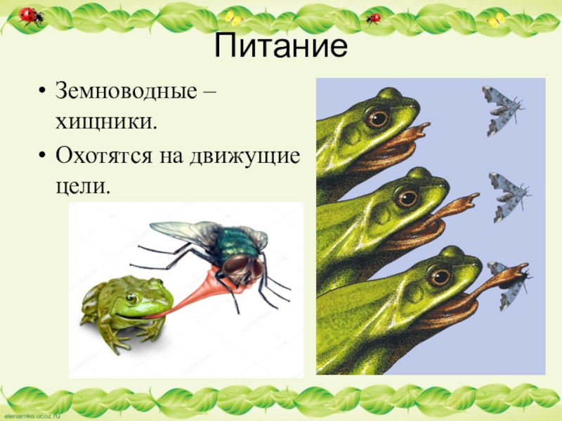 Чем питаются лягушки. Питание земноводных. Земноводные питаются. Питание амфибий. Класс земноводные питание.