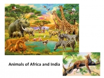 Флэш-карты к уроку в 5м классе по теме Animals of India