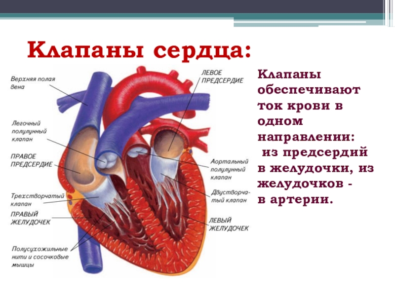 Сердечный обеспечивать. Строение клапанов сердца. Клапаны сердца строение и функции. Клапаны сердца обеспечивают. Строение клапанов сердца человека.