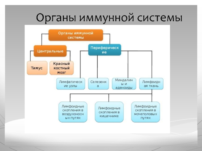 Схема демонстрирующая расположение центральных и периферических органов иммунитета