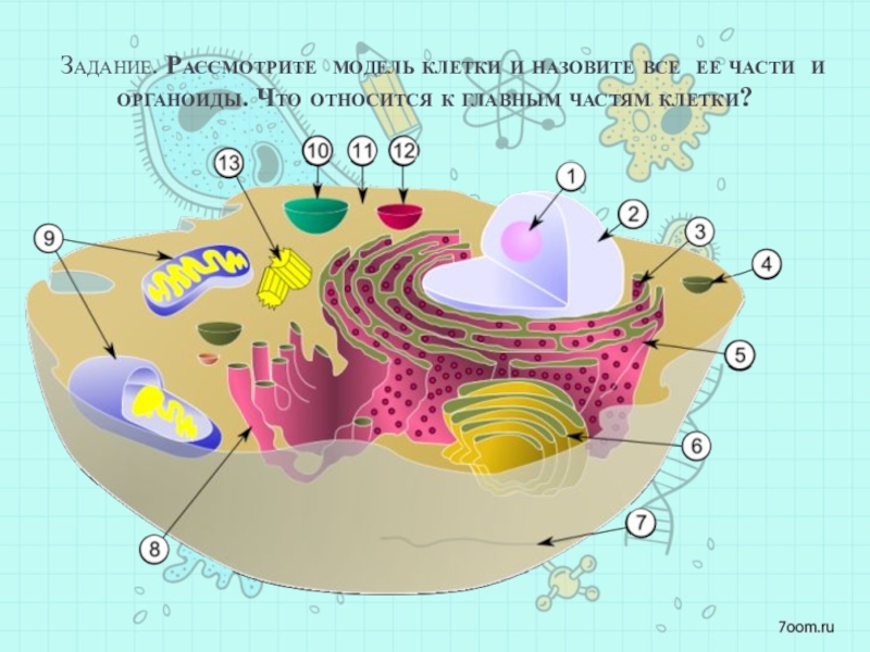 Рассмотрите модели. Модель эукариотической клетки. Модель клетки с органоидами. Эукариотическая клетка модель. Модель клетки назвать её части.