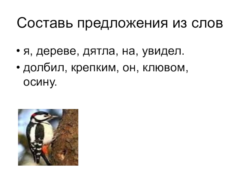 2 слова на дереве. Придумать предложение про дятла. Составь предложение про дятла. Предложение про дятла на дереве. Предложение со словом дятел.