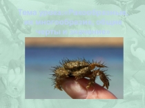 Урок по биологии - Раки