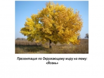 Презентация по окружающему миру на тему Ясень
