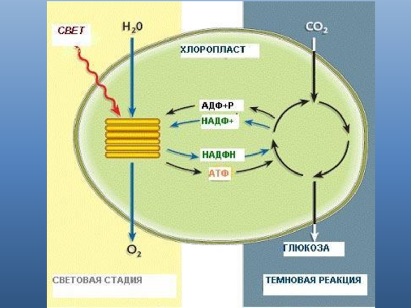 Схема хлоропласта фотосинтез