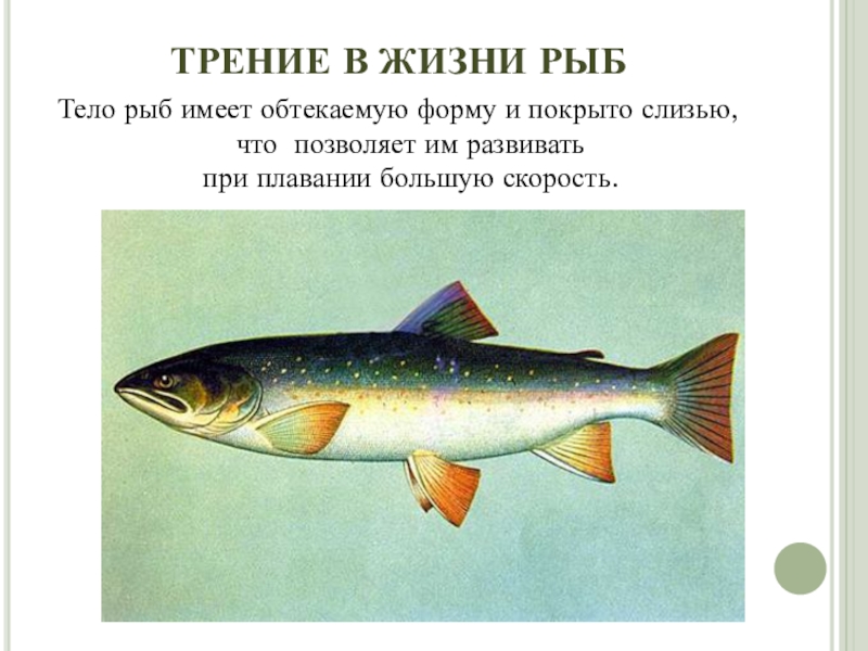 Какое тело у рыб. Рыбы с обтекаемой формой тела. Тело рыбы оптекаемое формы. Обтекаемая форма тела у рыб. Рыбки с обтекаемой форма тела.