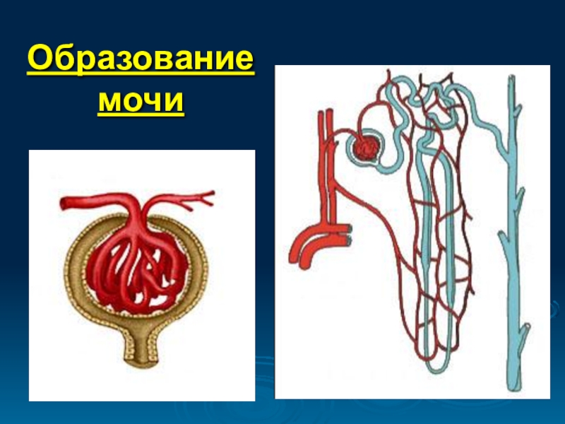 Первичная моча схема