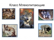 Презентация к уроку биологии на тему Размножение и развитие млекопитающих