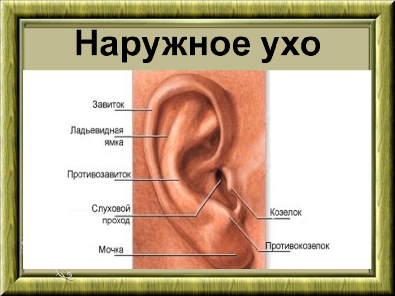 Воздух заполняет наружное ухо. Строение наружного уха. Строение наружного уха человека. Ухо строение наружного уха человека. Строение наружного уха анатомия.