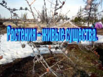 Презентация по окружающему миру Растения - живые существа (2 класс)