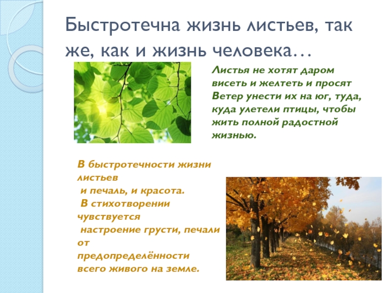 Анализ стихотворения листьев. Стихотворение листья. Лист жизни человека. Настроение стихотворения листья. Выучить стих листья.