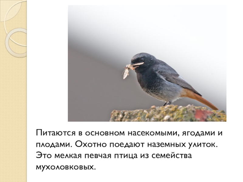 паук отшельник питается муравьями. способы питания насекомых. ,богомол обыкновенный охотится. питается в основном насекомыми. акация корнигера муравьи.