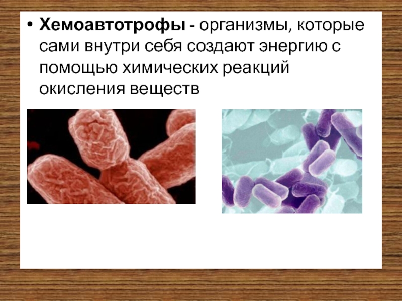 Организмы которые создают. Хемоавтотрофы. Хемоавтотрофные бактерии. Хемоафтотрофы бактерии. Фотоавтотрофы и хемоавтотрофы.