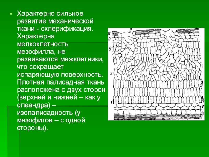 Сильно характерный. Ткани мезофилла листа. Типы мезофилла листа. Палисадная ткань листа. Палисадный мезофилл.