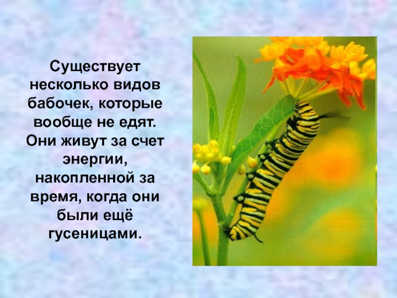 Сведения о бабочках 2 класс окружающий мир. Интересный рассказ о бабочках. Факты о бабочках. Интересеные факт ыо баочках. Интересное про бабочек для детей.