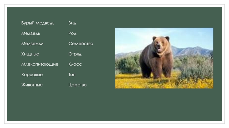 Классификация медведя. Систематика животных медведь бурый. Бурый медведь отряд семейство род вид. Медведь царство Тип класс отряд семейство род вид. Бурый медведь царство Тип класс отряд семейство род вид.