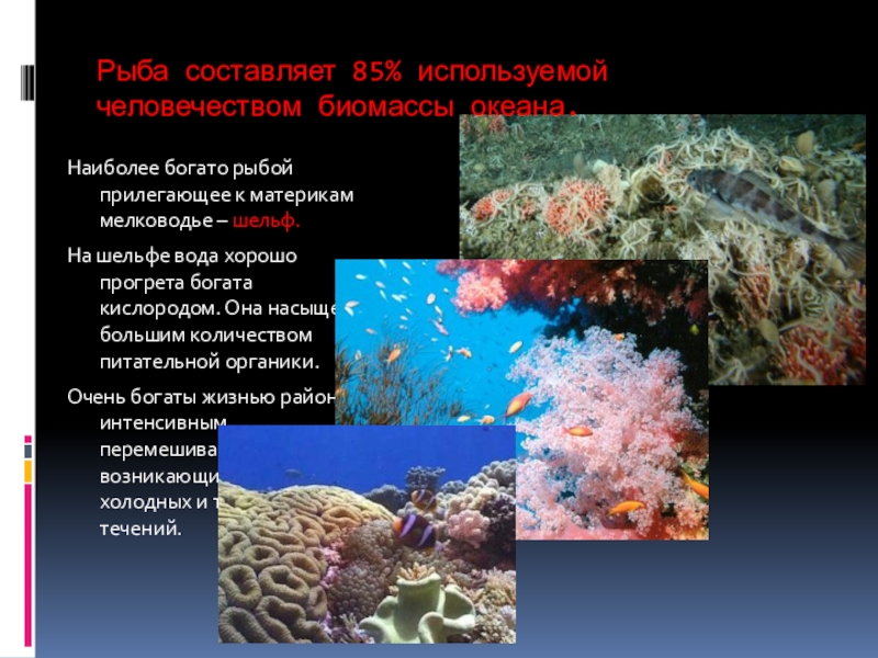 Каковы особенности живых организмов в океане. Биомасса океана. Общая биомасса мирового океана. Основная биомасса в морях и океанах. Наибольшая биомасса в океане.