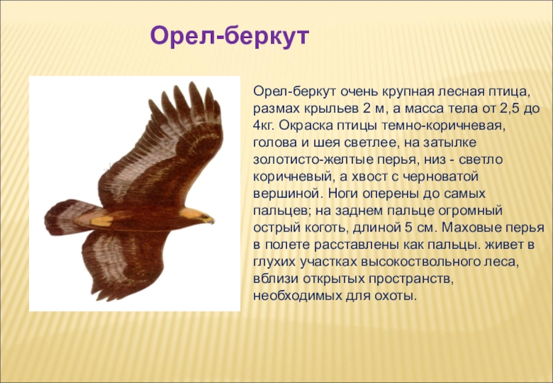 Презентация о любой птице 7 класс по биологии