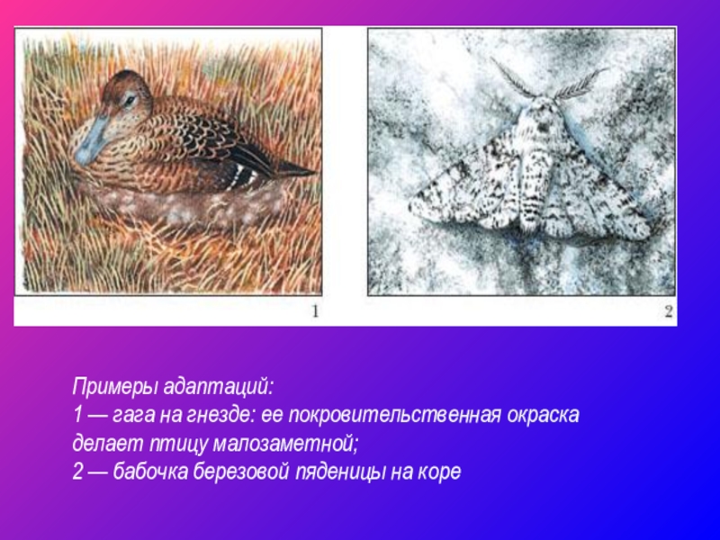 Покровительственная адаптация примеры. Покровительственная окраска птиц. Адаптация покровительственная окраска. Примеры адаптации птиц. Покровительственная окраска примеры животных.
