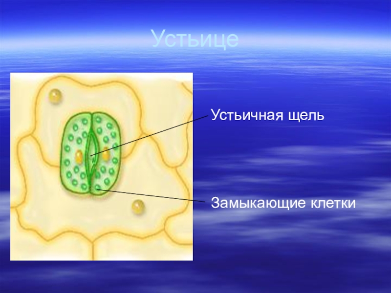 Изображение устьиц с подписями