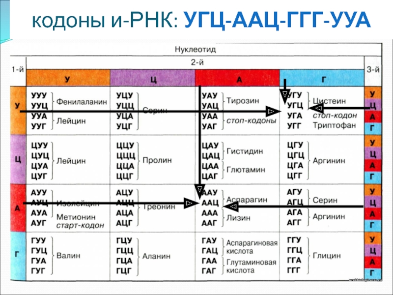 Взаимодействие кодона и антикодона