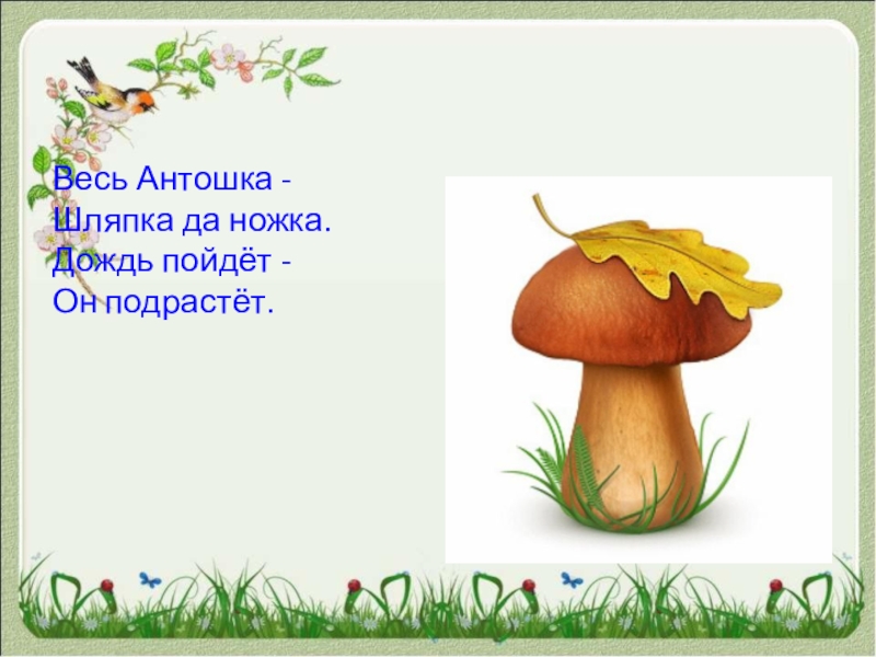 Стоит антошка на одной ножке ответ. Загадки о грибах 2 класс литературное чтение. Весь Антошка шляпка. М пришвин старый гриб. Пришвин старый гриб презентация.