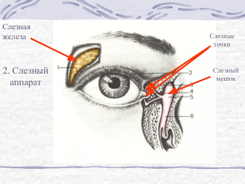Нижний мешок глаза. Слезная железа и слезный мешок. Слезная железа и слезная точка. Слёзный аппарат. Слёзная железа анатомия.