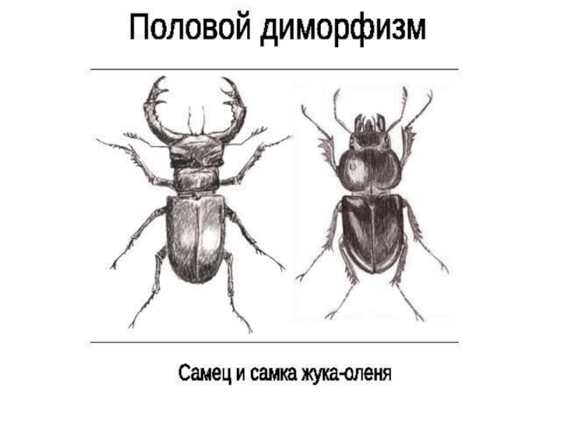 Половой диморфизм презентация