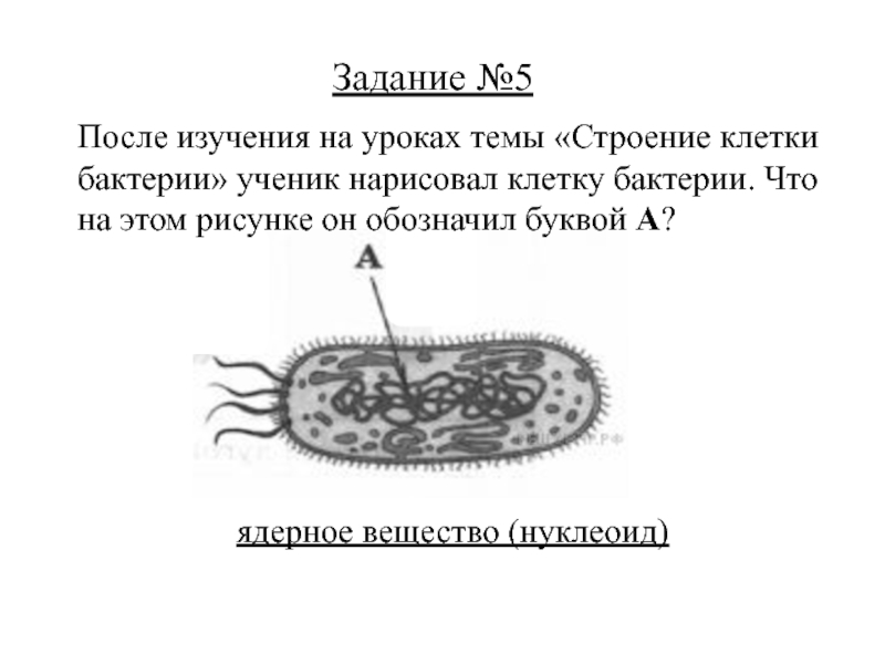 После изучения на уроках темы строение клетки бактерии ученик нарисовал клетку бактерии что на этом