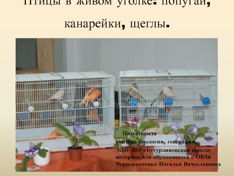 Презентация Презентация по биологии на тему Птицы в живом уголке: попугаи, канарейки, щеглы (школа для обучающихся с ОВЗ, 8 класс))