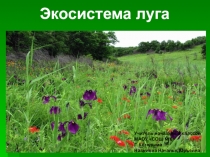 Презентация к уроку окружающего мира на тему Экосистема луга (4 класс)