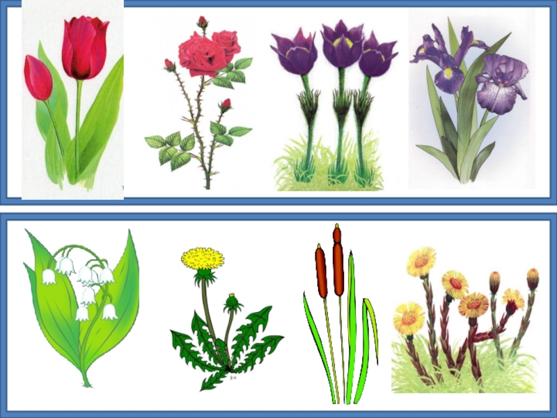 Презентация по лексической теме цветы