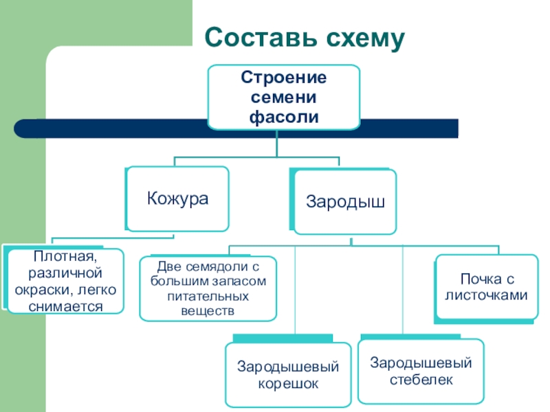 Составьте схему строения семени фасоли