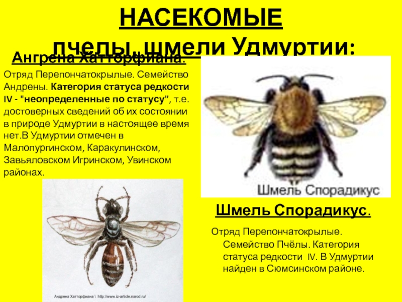 Категория статуса редкости. Отряд Перепончатокрылые пчелы. Отряд Перепончатокрылые осы шмели. Перепончатокрылые Шмель. Отряд Перепончатокрылые (Hymenoptera).