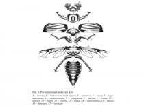 Презентация ВНЕШНЕЕ СТРОЕНИЕ НАСЕКОМЫХ