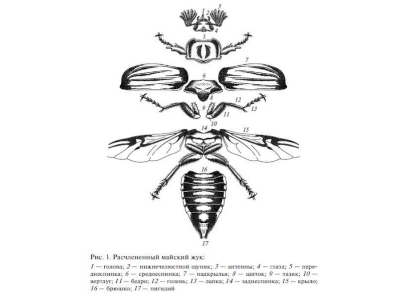 Майский жук строение. Расчлененный Майский Жук строение. Хрущ Майский строение. Внешнее строение майского хруща. Схема расчлененного майского жука.