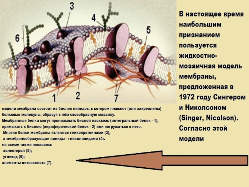 Внутренняя мембрана клетки. Строение плазматической мембраны. Интересные факты о клеточной мембране клетки. Значение клеточной оболочки. Научный факт о клеточной мембране.