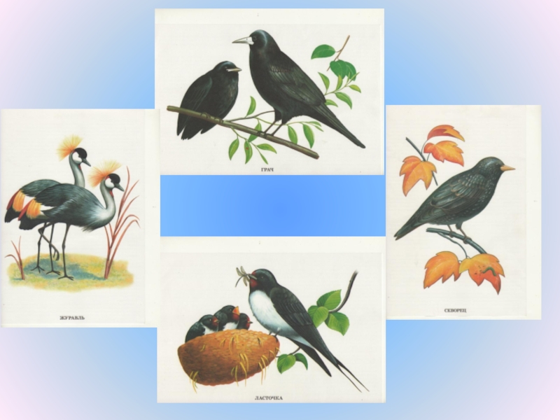 Тема недели птицы весной. Перелетные птицы. Перелётные птицы картинки для детей. Сюжетная картина перелетные птицы. Изображение перелетных птиц для детей.
