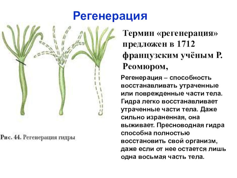 Регенерация тела. Регенерация гидры пресноводной. Этапы восстановления гидры. Схема регенерации гидры. Регенерация у кишечнополостных происходит благодаря.