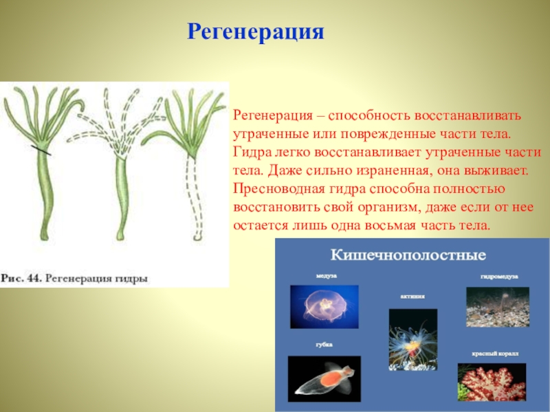 Регенерация размножение. Регенерация гидры пресноводной. Регенерация кишечнополостных. Способность к регенерации кишечнополостных. Способность к регенерации гидры.