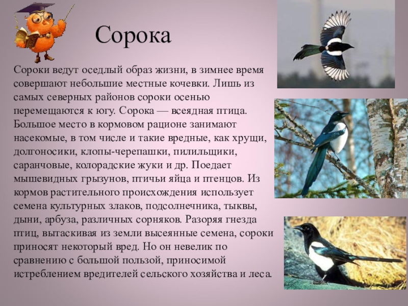 Сорока описание. Описание сороки. Сорока описание птицы. Доклад про сороку. Сорока описание для детей.